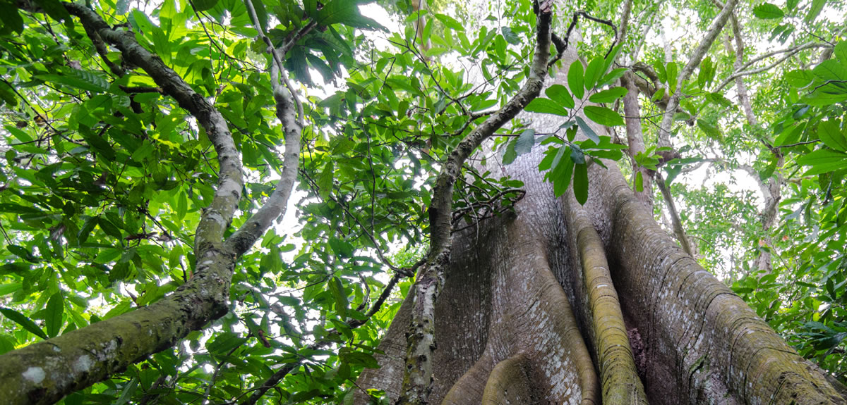 Pokok in english batang Bupati Batang